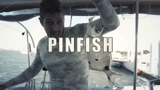 CATCH AND COOK PINFISH?!?