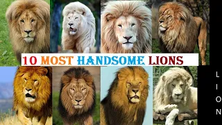 10 Most Handsome Lions in The World || World Most Beautiful & Majestic Lion