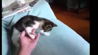 Смешные коты 23 /Кот покоритель люстры/ Funny Cat Fails 2014 23