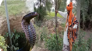 Jogi catches three dangerous poisonous snakes from an old tube well/Poisonous snake attack,Naag JOGI