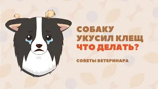 Собаку укусил клещ! Рассказываем, что делать.