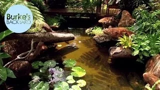 Burke's Backyard, Water Garden In The Tropics