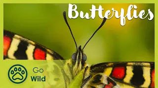 Butterfly habitats and conservation | Go Wild