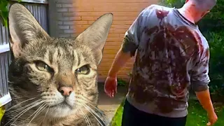 CATS VS ZOMBIES: Cats Fight Zombies | Cats Save Kitten From Zombies