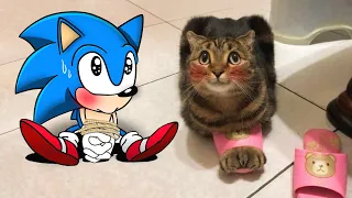 Cute Cat vs Sonic Give Guilty Face | Funniest Cats And Dogs Videos - Woa Doodland