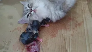 [LIVE] Cat Giving Birth to Kitten - Cat gives birth to 5 super adorable kittens - Part 1