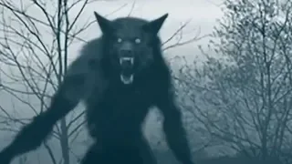 Werewolf Sightings Caught On Camera - Top 6 Werewolf Sightings