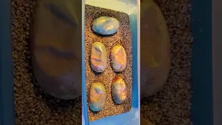 What Happened To  These Ball Python Eggs?