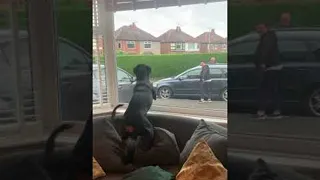 Rottweiler Extremely Happy to See Grandparents || ViralHog