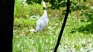 Great Blue Heron eating large fish