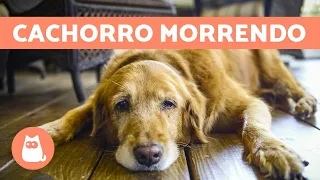 CACHORRO MORRENDO: 5 sintomas para ficar atento