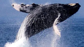 Endangered Species: Humpback Whales