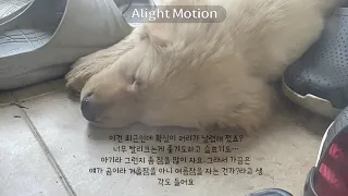 골든리트리버 누리를 입양했어요~