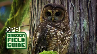 Last Call: Tracking The Sound Of The Spotted Owl’s Extinction