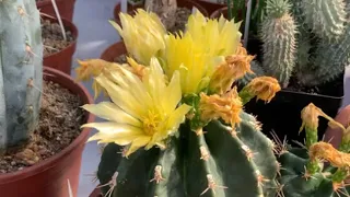 Теплица кактусов в Италии. Cactusmania di Bruno Manera.