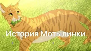 История Мотылинки(по просьбе подписчицы)/Коты-воители