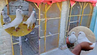 Dost ki Chat Ka Visit | Low flyer Kabootaron Ka Shok || Nasir pigeons Official
