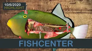 Fishcenter - Halloween