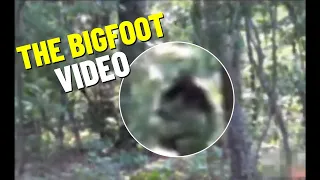 BIGFOOT VIDEO #paranormal #scary #bigfoot