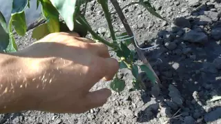 Выращивание горького перца. Growing hot pepper.