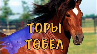 ТОРЫ ТӨБЕЛ