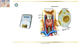 Лузгинова С.В. «КФС «ПАРАСКЕВА» — профилактика и коррекция заболеваний щитовидной железы»