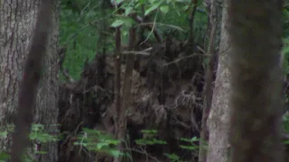 Bigfoot , Dogman , Lizard Lady all Together Clear 7-11-18