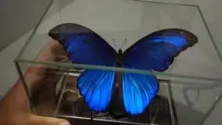 Бабочка в кубе ( Морфида, morpho didius) стильный подарок, настоящая бабочка из Перу