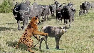 Poor Buffalo Mother! Tiger to Hunt a Newborn Buffalo_Angry Buffalo Mother Chases Kill Tiger But Fail