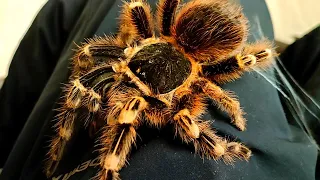 Giant tarantula spider weaves a web