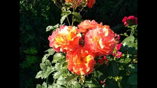 Роза "Вестерленд", цветение. Июнь 2021.