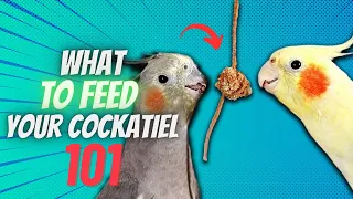 Cockatiel Diet 101: Everything You Need to Know | Compilation