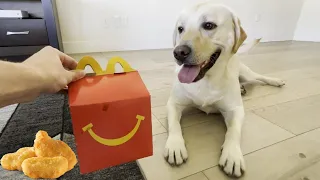 LABRADOR TRIES MCDONALDS CHICKEN NUGGETS FOR FIRST TIME!!