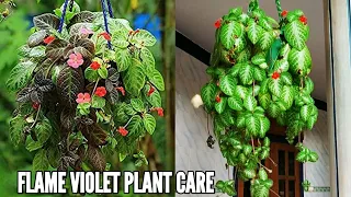 Flame violet plant care | Episcia cupreata plant care | Flame violet plant