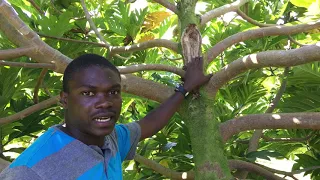 Breadfruit Tree Pruning Guide: Initial Structural Pruning