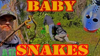 Al's Eviction Public NUISANCE yard Transformation for FREE [Baby Snakes!]