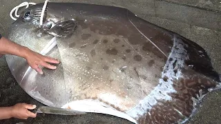Giant Ocean Sunfish (Mola Mola)曼波魚 - Taiwanese Fixed fishing ground