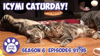 ICYMI Caturday! * Lucky Ferals S6 Episodes 91 - 95 * Cat Videos Compilation - Feral Kittens