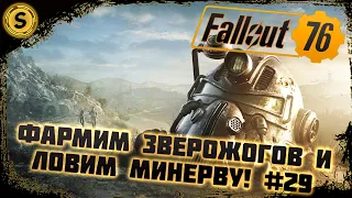 Fallout 76 2022 ➤ Прохождение #29 ➤ Фармим Зверожогов и ловим Минерву!