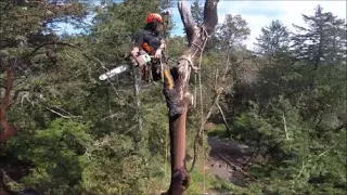 Climbing, Rigging and Cutting a Dead Tree