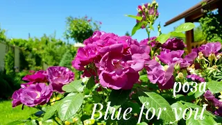 Роза "Blue for you"