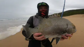 Galjoen Fishing in the Western Cape. Part 1. (Saltwater fishing)