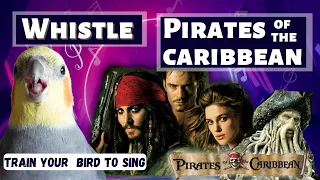 Whistle - PIRATES OF THE CARIBBEAN - Training Video for Cockatiels and Birds