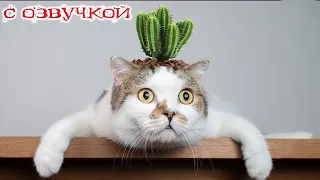 Приколы с котами! Смешные коты! - С ОЗВУЧКОЙ! СМЕШНЫЕ ЖИВОТНЫЕ! До слез!