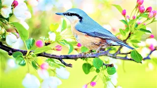 Wiosenna Muzyka ze Śpiewem Ptaków 🐤 Uzdrawiająca Duszę Piękna Muzyka Relaksacyjna 🌼