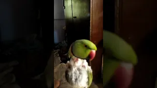 my talking  parrot