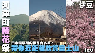 《你的名字》取景的山地會定期燒山？日本最早盛開的櫻花看這裡　~伊豆旅遊處處有驚喜~ 富士山｜淨蓮瀑布｜大室山 ｜紅磚倉庫｜ 河津櫻花祭｜八幡神社｜津久井濱觀光農園｜草莓  Izu, Japan