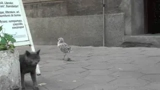 The seagull, the cat and cameramen