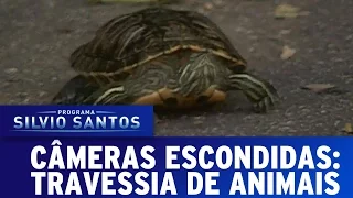 Travessia de Animais | Câmeras Escondidas (15/01/17)