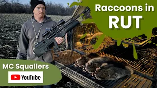 Daytime Raccoon Calling: Raccoons in Rut #hunting #raccoonhunting#hatsan#airgunhunting#outdoors